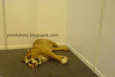 sleeping-bullldog,bulldog-photos,bulldog-care,bulldog-facts-photos,interesting-pet-dogs,indian-dog-show