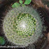 Globular garden cactus plants-Small crater topped ball cactus photos from home gardens