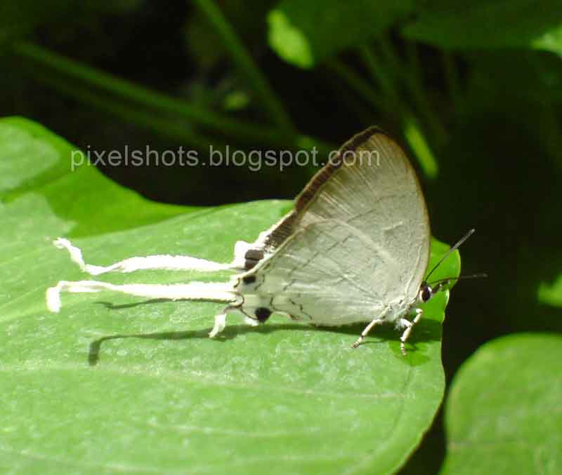 Fluffy tits, white tailed butterfly species of Indian tropical forests. Butterfly facts