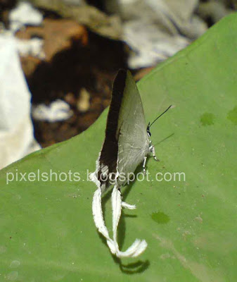 white and brown butterfly, white butterfly tails,butterfly facts and photos, kerala rare butterflies, butterflies and moths,difference between butterfly and moths,identifying moths, tailed butterflies of the world, tropical butterflies, butterfly details