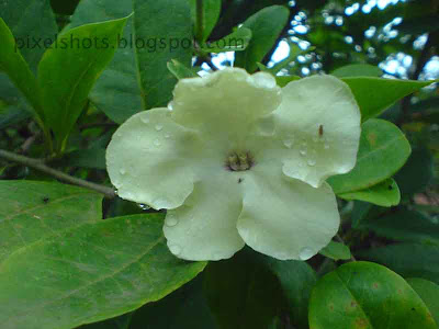 white flower with dew drops,closeup flower photo taken in macro focus mode of digital camera,sony-cellphone-macro-photography,pixelshots-flower-photography,mobile-phone-photography