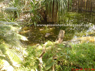 crocodile gazing over water leavel in a pond in crocodile park of madras india, crocodiles in water pit, reptile park photos, Indian reptile conservation zoos, south Indian reptile zoo, biggest Indian reptile park, crocodile park pictures