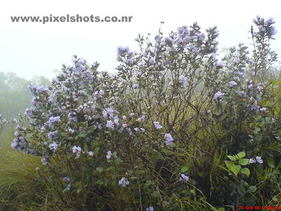 flowers photographs from kerala,neelakurinji flowers from munnar kerala