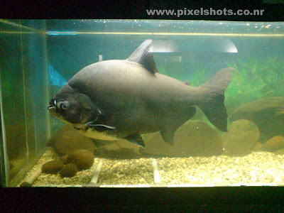 Piranha Fish Pets
