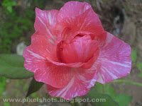 rose flower photo gallery