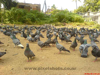 pigeons feeding food,large folk of pigeons found near jain temple mattancherry kerala,jain-temple-pigeons-cochin