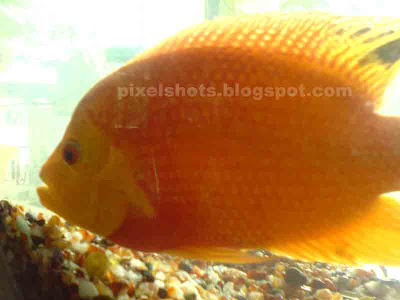 aquarium-fishes-photography,Big-golden-fish-in-aquarium,orange carp fish