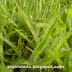 Nature closeups- Bird's nest, Dew soaked green grass, green ferns, dew drops in spider web, water goblet in grass leaves etc