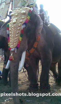 kerala-elephant-names,asian elephants in india kerala domesticated in temples of kerala for temple celebrations,elephant named kutti shankaran just before celebrations of pooram, the temple festival