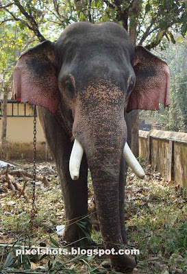 elephants photography from kerala,elephant of kerala named nandhan,kerala-temple-elephants