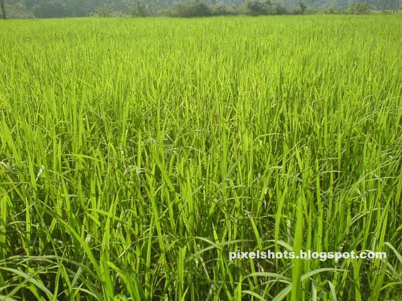 Rice fields,paddy cultivation in kerala indiaPixelShotsKerala Travel