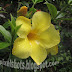 Rain Soaked Yellow bell flowers-Kerala Flowers