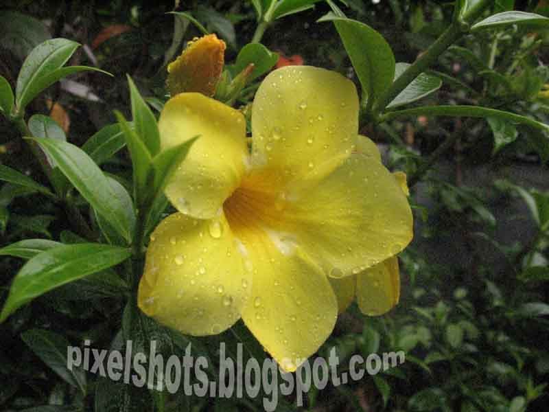 Rain Soaked Yellow bell flowersKerala FlowersPixelShotsKerala Travel