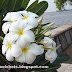 Chembakam- White plumeria Flowers with Exotic Fragrance|Kerala Flower Photos