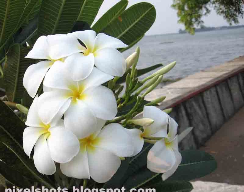 Chembakam White plumeria Flowers with Exotic FragranceKerala Flower