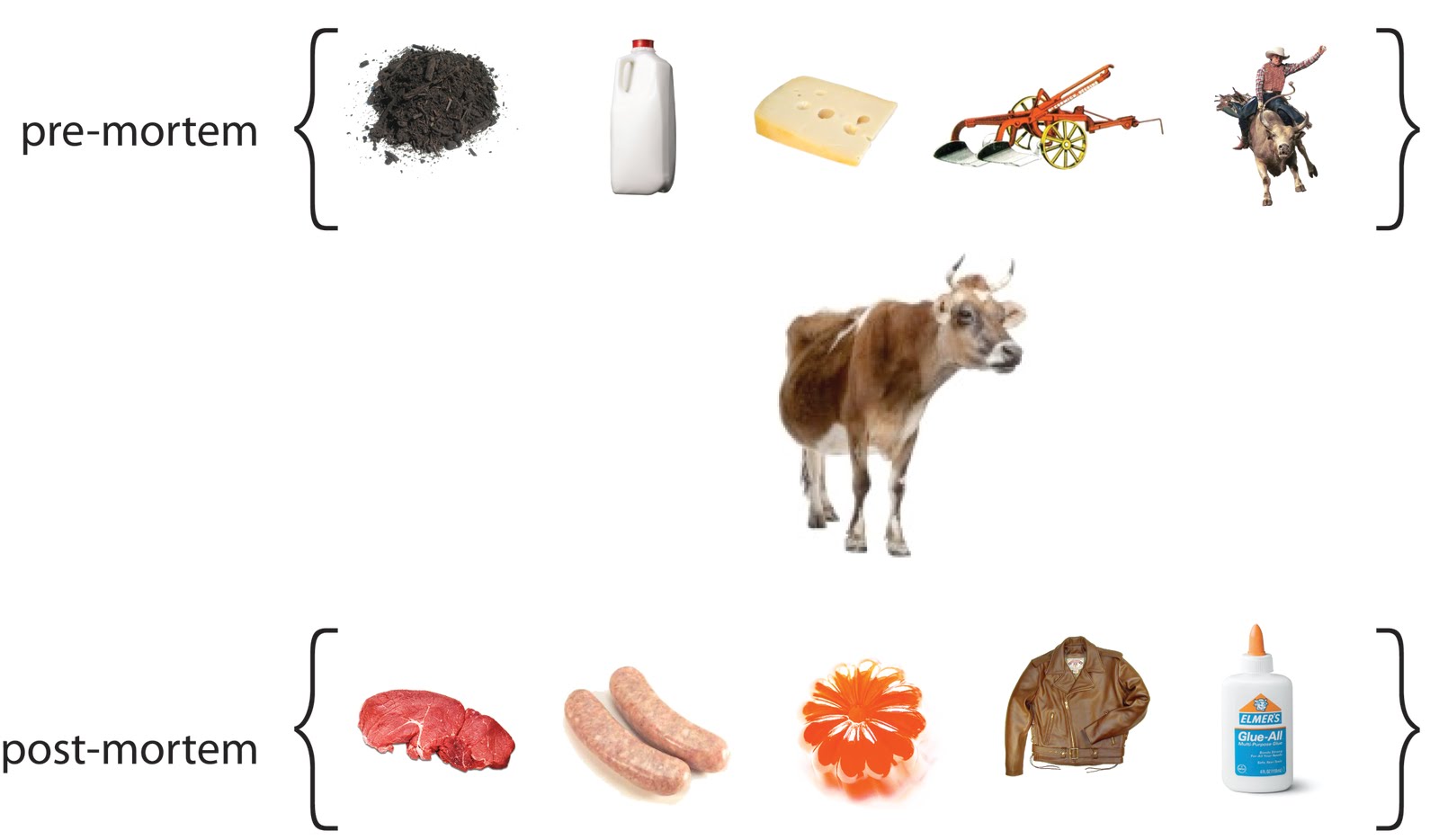 Uses Of Cattle