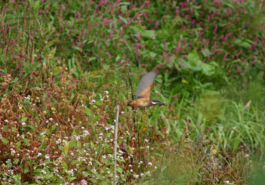 [8.10:25カワ-13*.jpg]