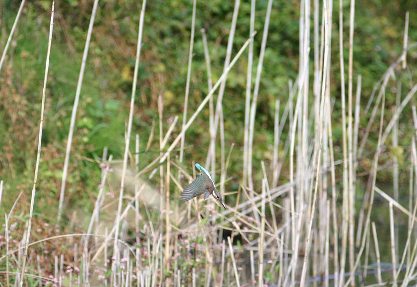 [8.10:28カワ-11*.jpg]