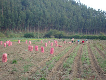 cosecha de papas