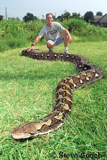 green anaconda largest snake ever recorded