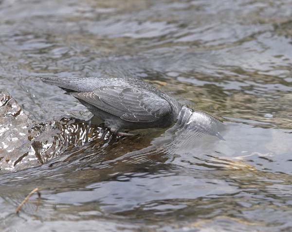 American Dipper Finds its Prey by Dive and Walk in the Under water