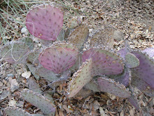 The Living Desert