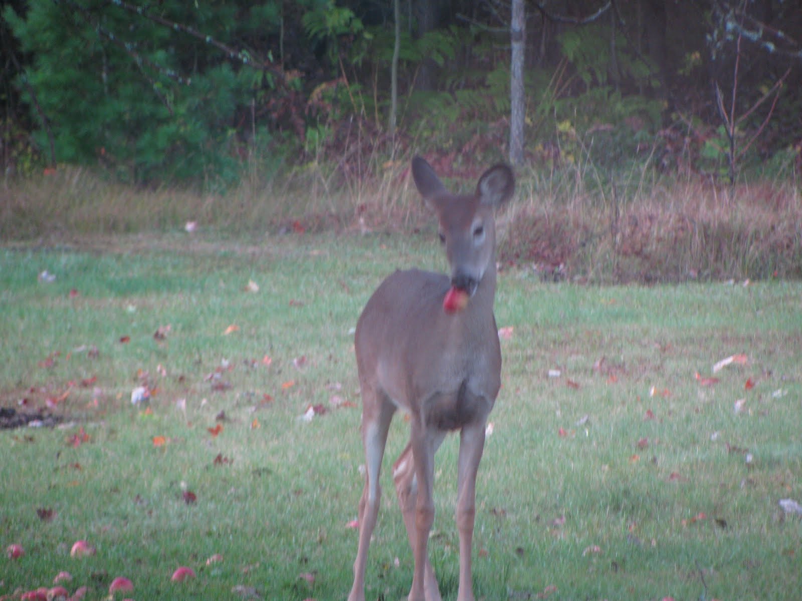 [deer+005.JPG]