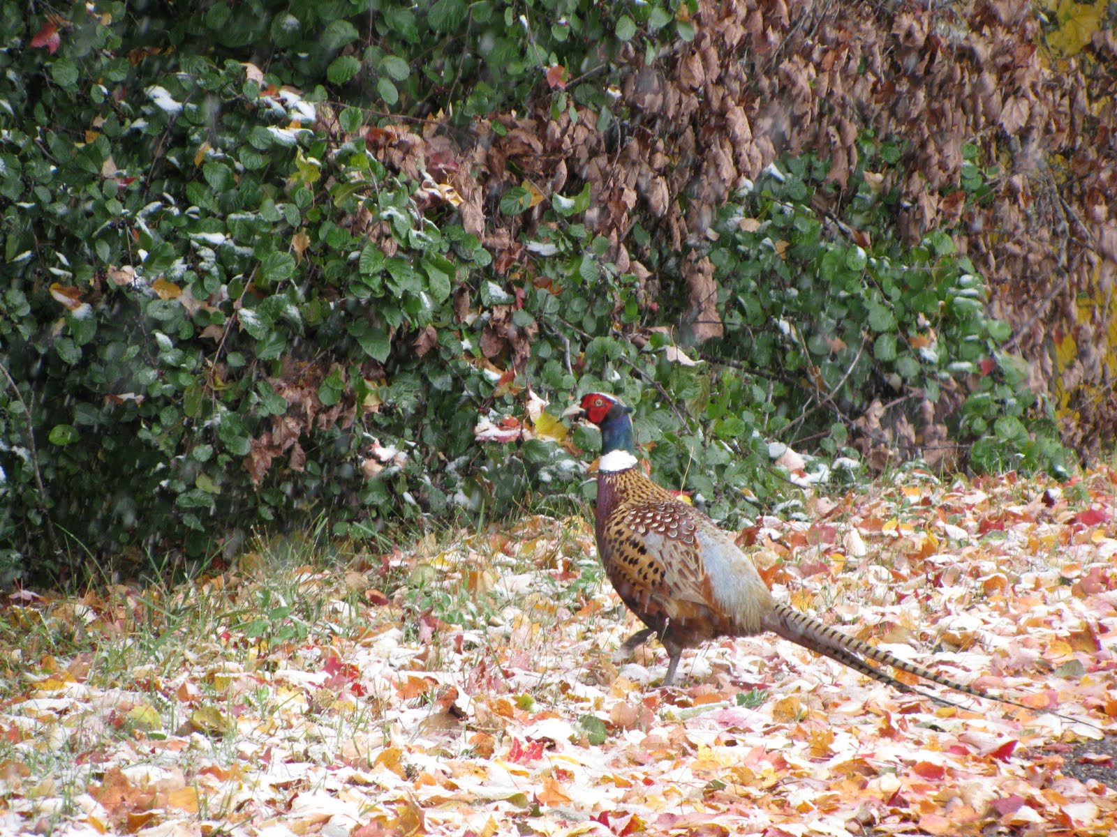 [pheasants+002.JPG]