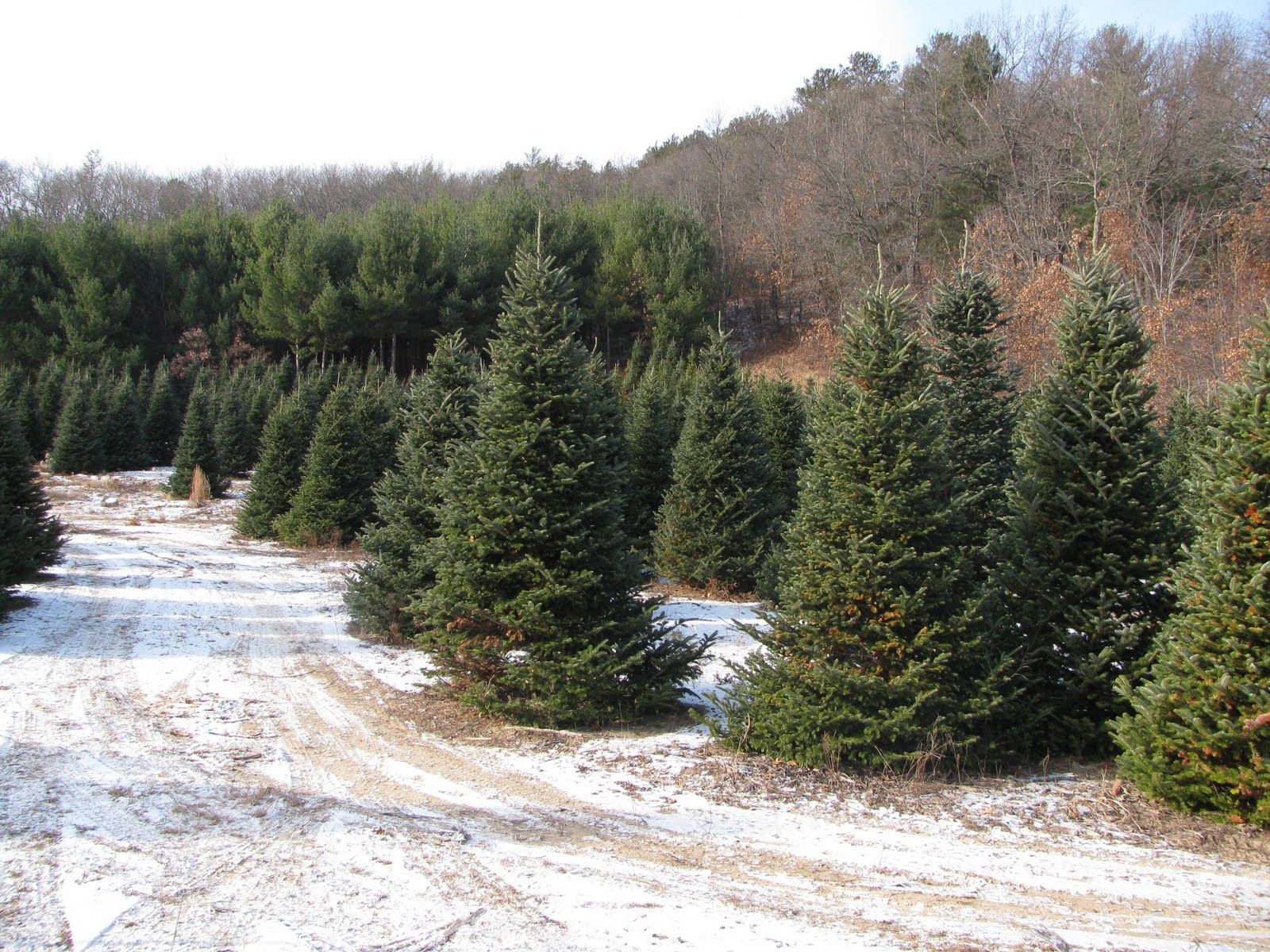 [Christmas+Tree+09+037.JPG]