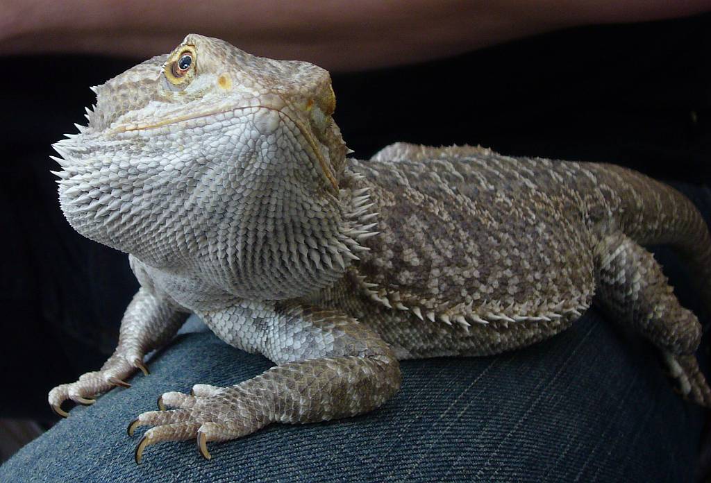 bearded dragon sunbathing bearded dragon sunbathing