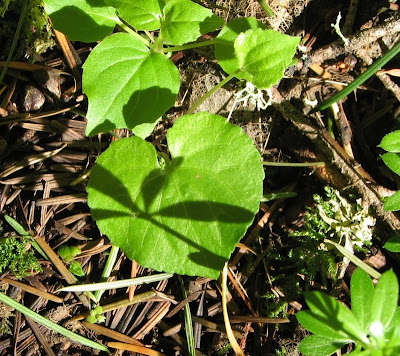 heart shadow hearts random broke highlighting overhead woods walking trees journal sun nature through hand when