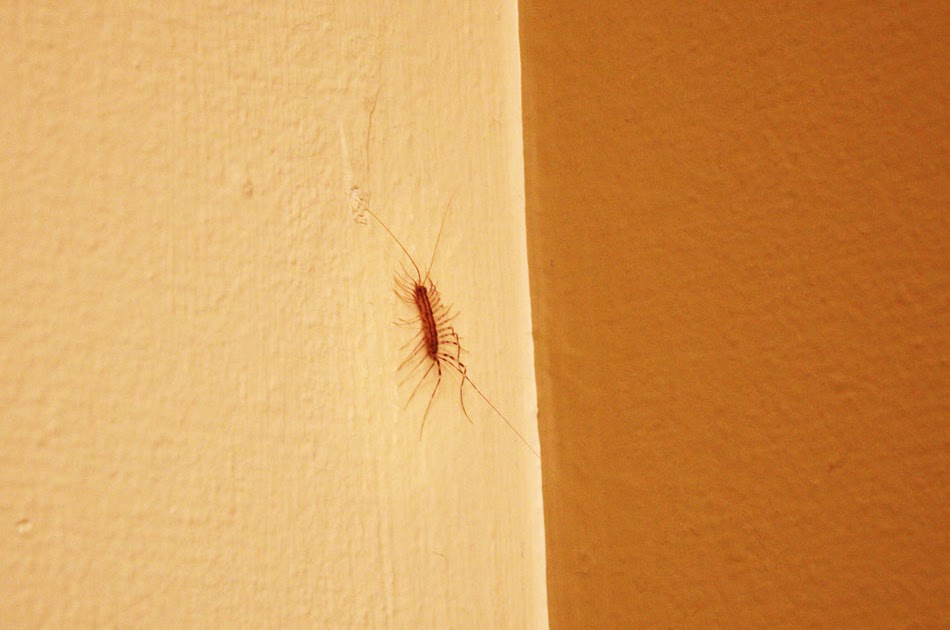 faboolosity The Dreaded Eyelash Bug