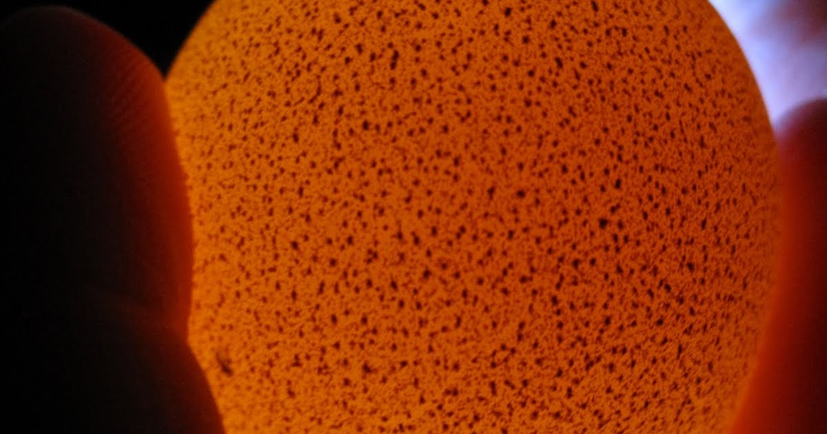 Guinea Alert! Candling the eggs, Day 4