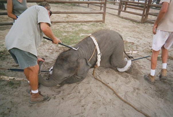 Animales Animales