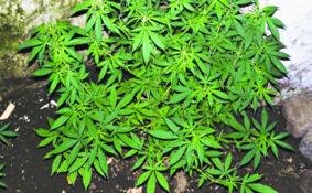 [Cannabis.bmp]
