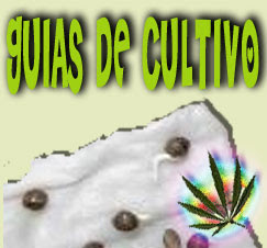 Manual de Cultivo