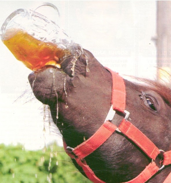 A Trail Runner's Blog New Electrolytefilled Beer to Be Provided Free at Boston Marathon