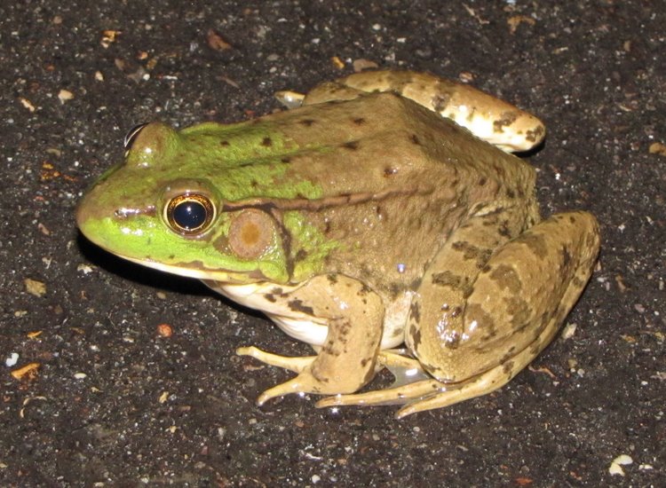 The Buckeye Herps Blog Fall Amphibians in SE Ohio