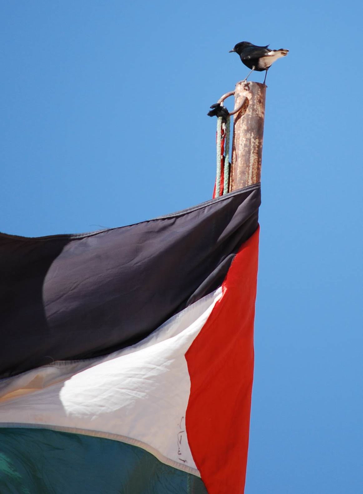 [Bubi+en+bandera.jpg]