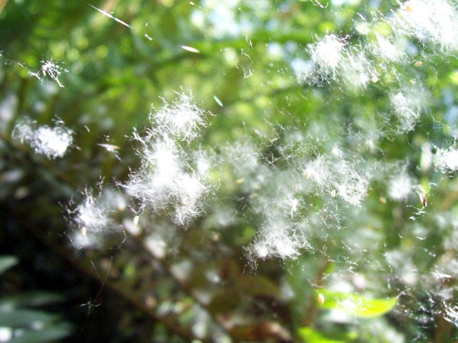 Pacific Northwest Nature for Families Black Cottonwood Tree (Populus