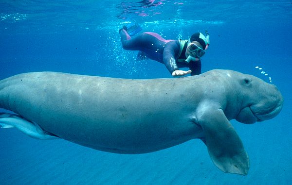 ikan dugong