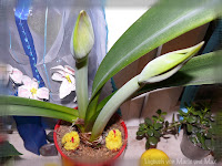 Amarillys