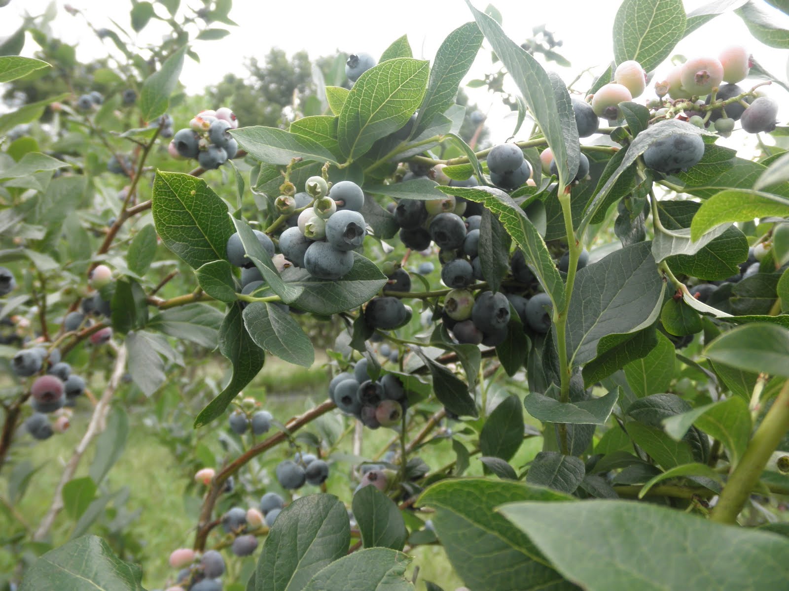 On the Way Home August 2010