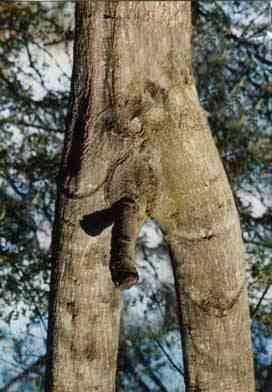 penis%2520tree.jpg