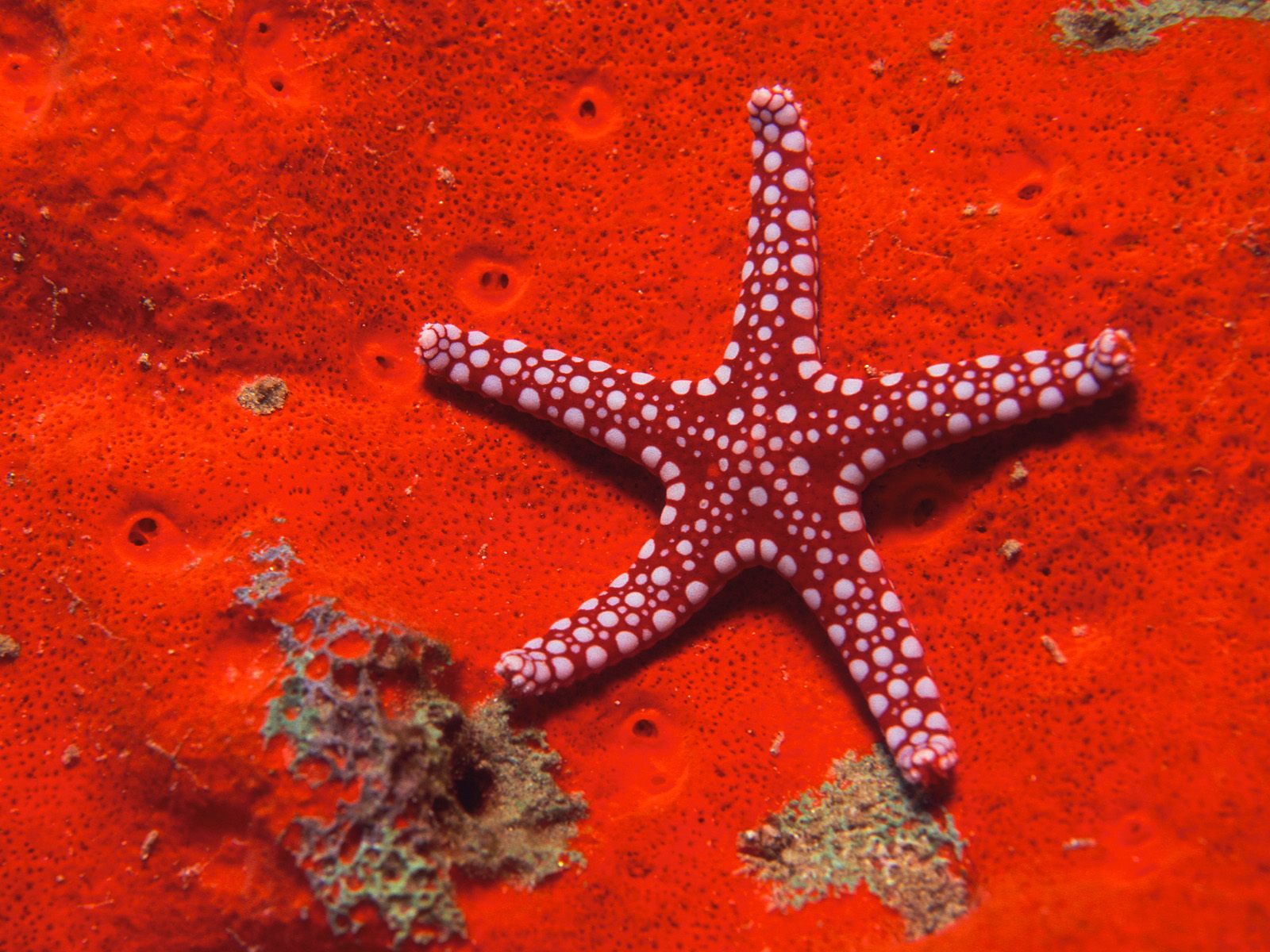 http://2.bp.blogspot.com/_RKDu4pqM0bQ/TVBFAcV0C1I/AAAAAAAAADY/0hK4bpeX_Ng/s1600/Red+starfish.jpg