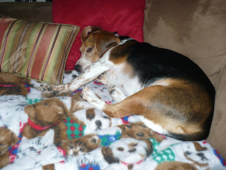 Toby sleeping it off