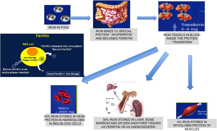 Good Bye Hair Loss Hair Loss Tips & Advice Online Ferritin and Hair