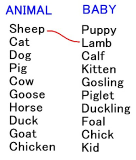 Baby Animals Names