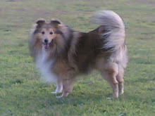 SPOT (Shetland Sheepdog)