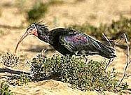 Zenobia the ibis